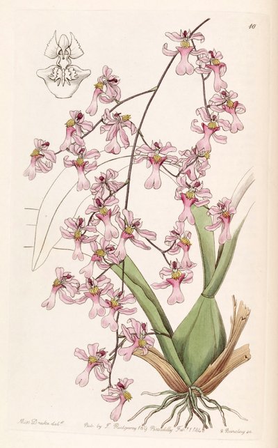 Oncidium ornithorhynchum by Miss Drake